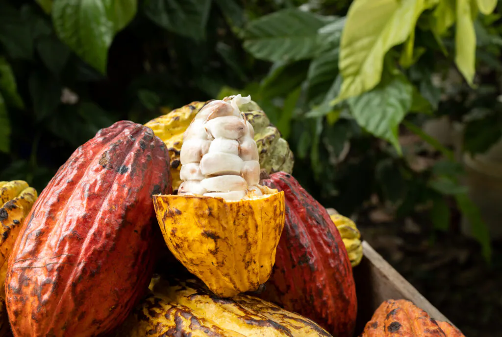 Mazorca de cacao abierta