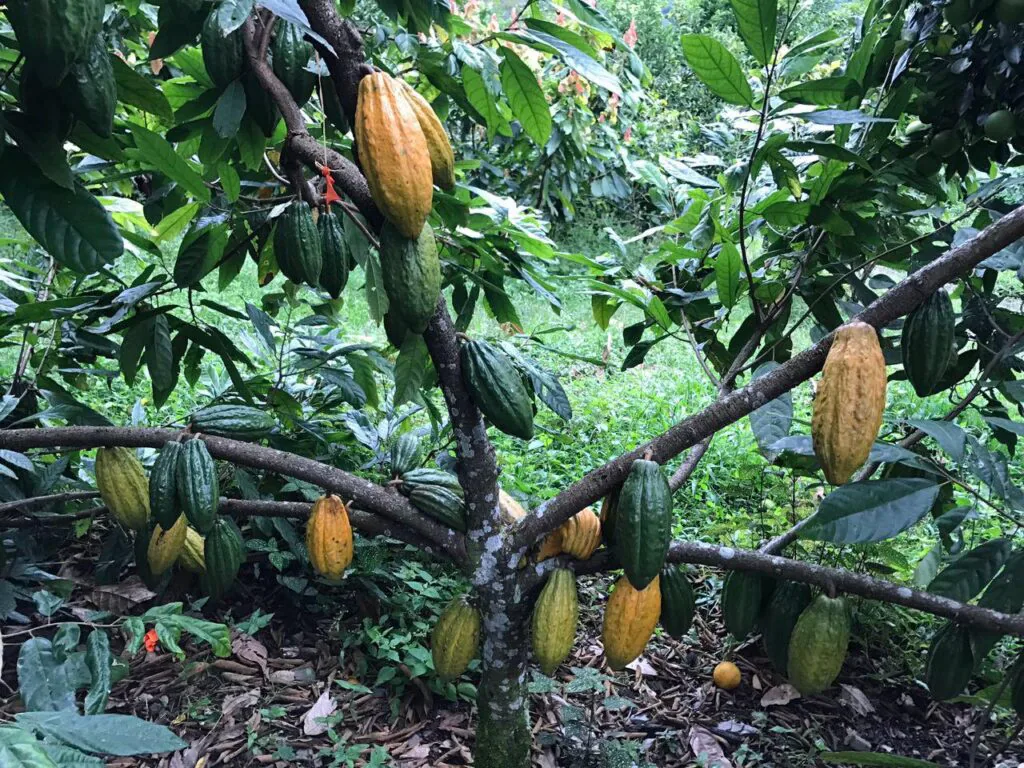 Árbol de cacao