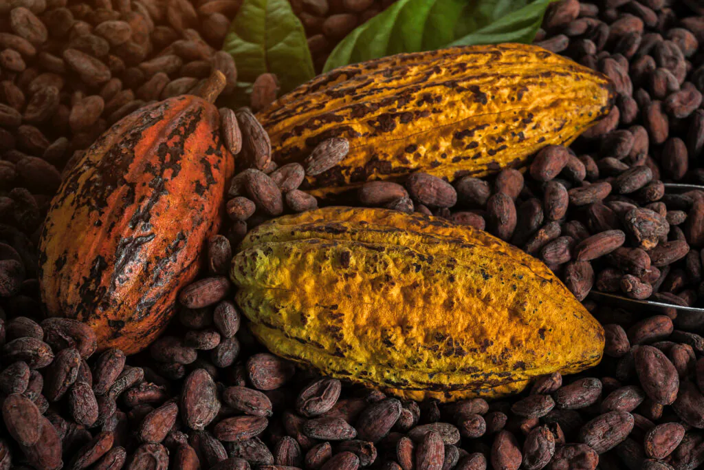 cacao