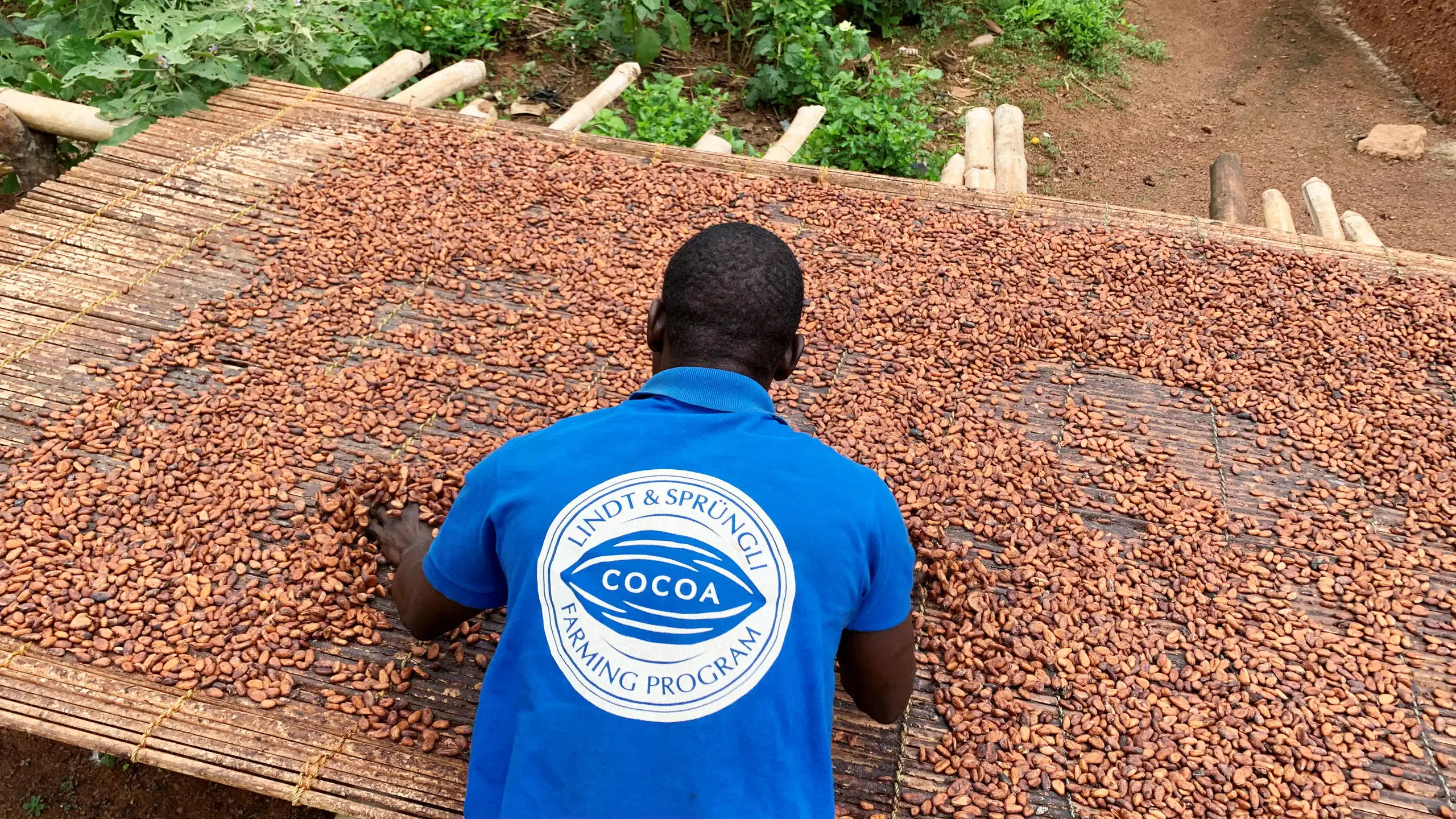 cacao 