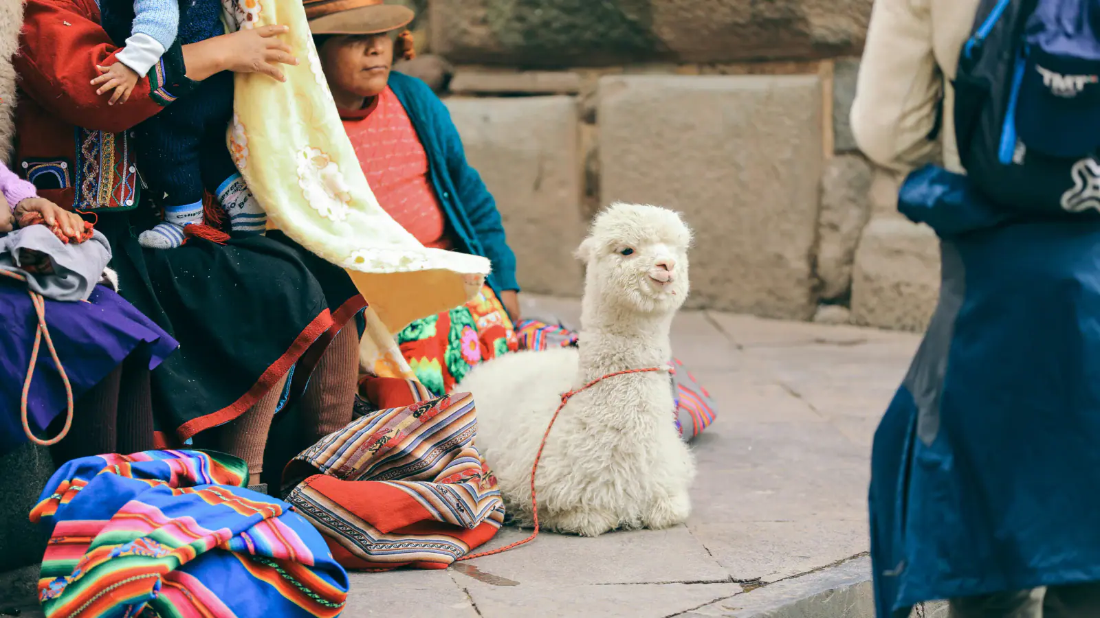 Alpaca